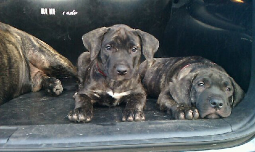 Impresa’s puppies “Red” and “Red-shiny” @ 9 weeks.