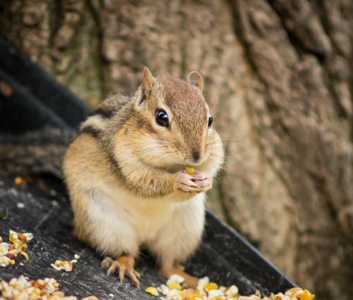 Mr. Chipmunk is Enjoying his Breakfast. Photo by Bonnie