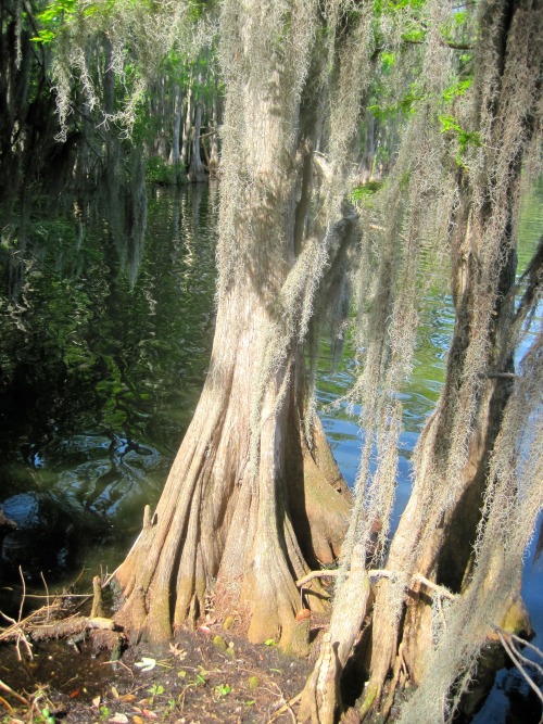 Cypress Swamp, Lake Howell, Winter Haven, Florida, 2012.Am I alone in finding Florida quintessential