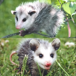 dreamirrr:  baby opossum 