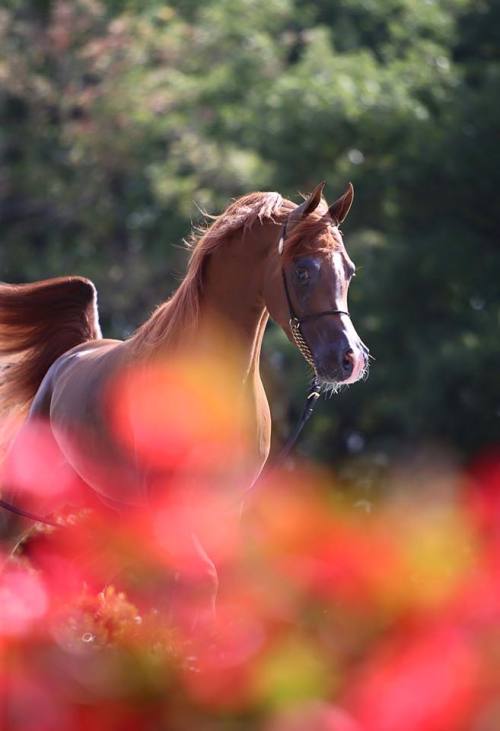 XXX world-of-arabians:    Vitorino DC   photo