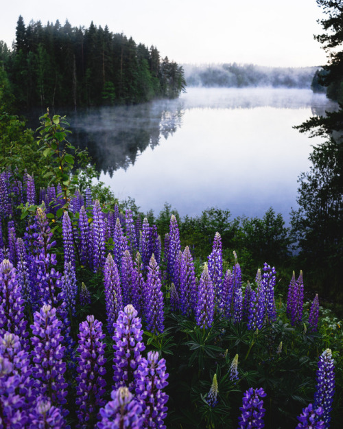 90377:Lupines by Niilo Isotalo instagram.com/niiloi