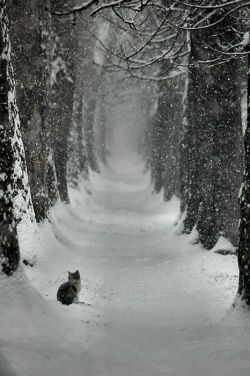 laudanumandabsinthe: pagewoman: Stopping by Woods on a Snowy Evening…. I always wonder, when cats seem to just sit in a random place, if they know some serious shit is going to go down there in a matter of minutes.  