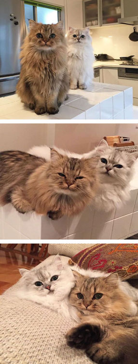 ironinmyspine: askfordoodles: awesome-picz: The Fluffiest Cats In The World. This is exactly the kin