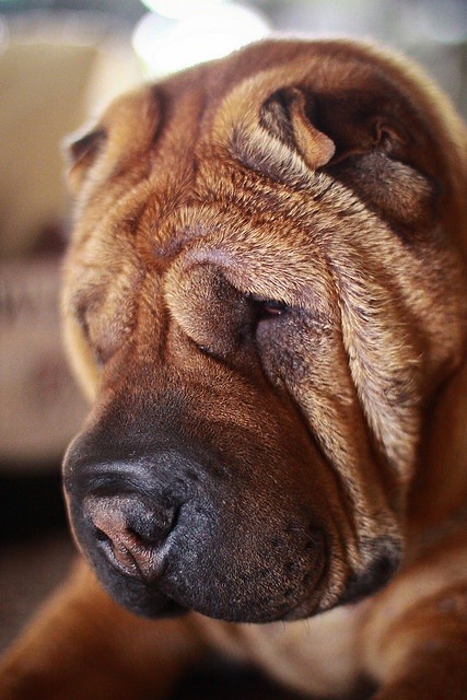 Cute shar pei puppies