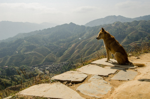 pleuras:Guilin, China Viktor Chenovsky