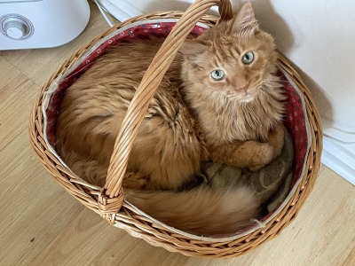 pumpkin-belly: