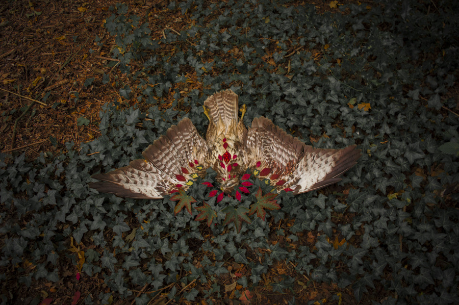 artofmaquenda:    A guy from the train staff was removing a dead animal from the