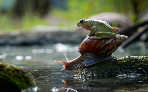 transinfinite:awkwardsituationist:nordin seruyan photographs a snail in central borneo asking a frog