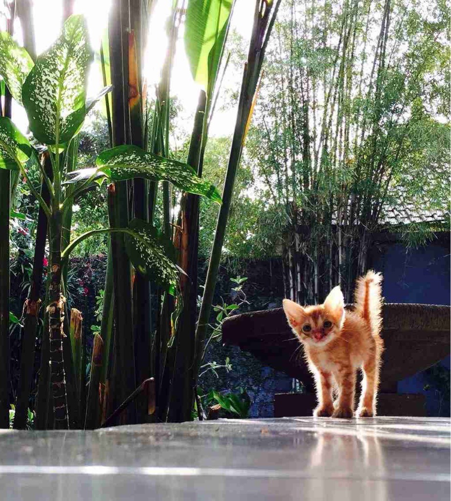 Meet Lucu, my Balinese street cat saved from the gutter (Source: http://ift.tt/1Dx8xzn)