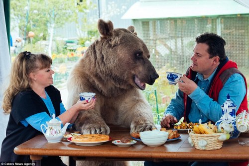 Russians, Svetlana and Yuriy Panteleenko adopted Stepan, a 7ft tall and 300lb bear and have domestic