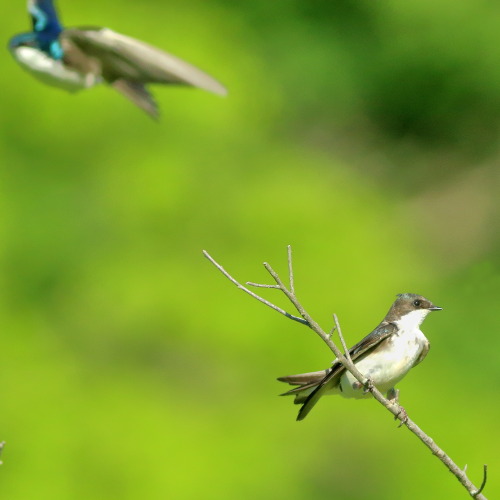 Swallows, mating. 