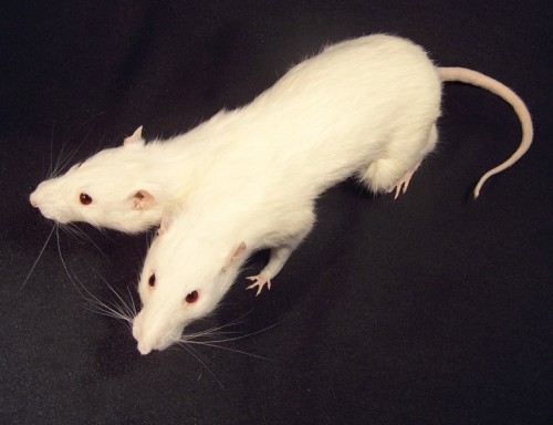 jeliyfish:Two Headed Rat Taxidermy Mount