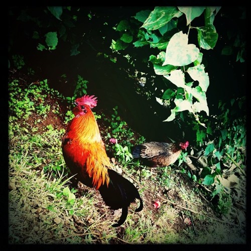 My year zodiac/power animal- the Rooster and his lady hen. #lihue #kauai #hawaiitrip2013 #rooster #h