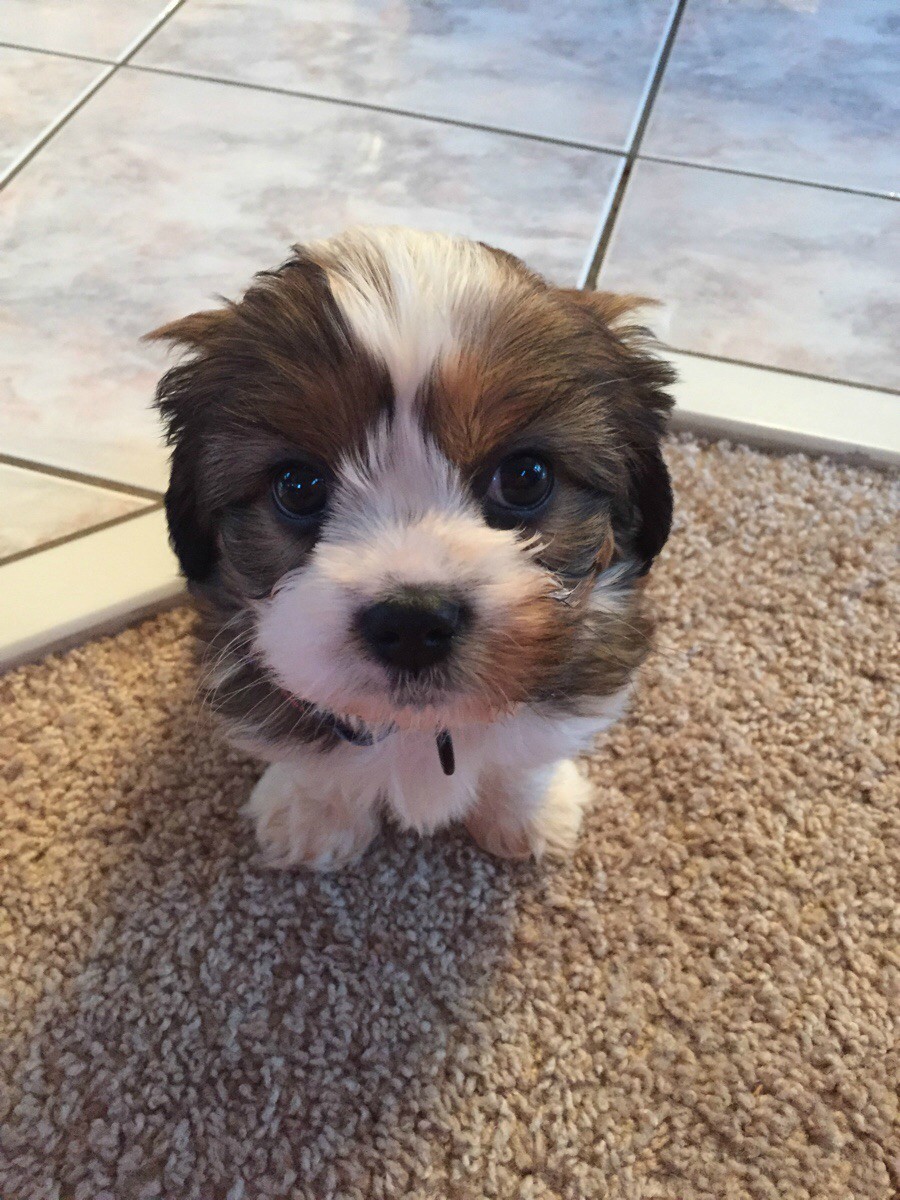 awwww-cute:  I’ve always wanted a dog. I used my kids as an excuse but really,