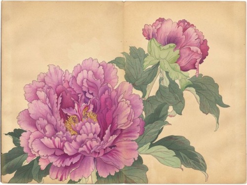 Tanigami Konan, Peonies