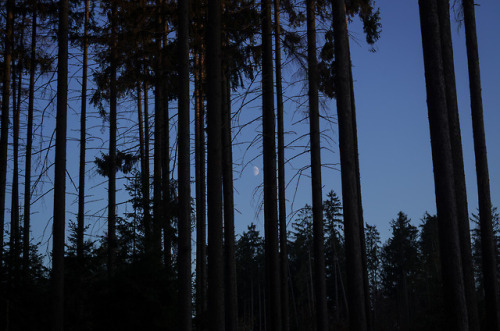 winter forest.