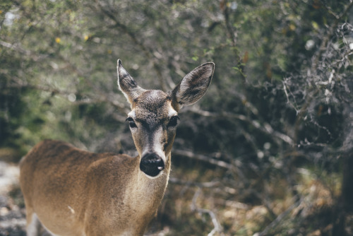 key deer, FLAsuper friendly lil fellas. instagram; @your.boy.samuel