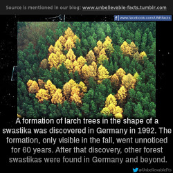 unbelievable-facts:  a formation of larch trees in the shape of a swastika was discovered in Germany in 1992. The formation, only visible in the fall, went unnoticed for 60 years. After that discovery, other forest swastikas were found in Germany and