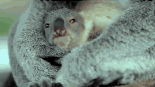 buzzfeed:  27 Of Australia’s Most Adorable Animal Moments In 2015