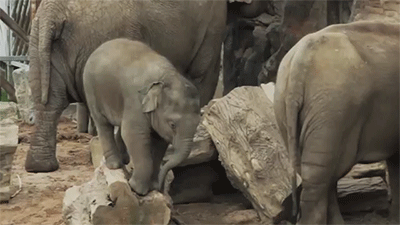 huffpostworld:  This baby elephant just learned an adorable lesson that we could