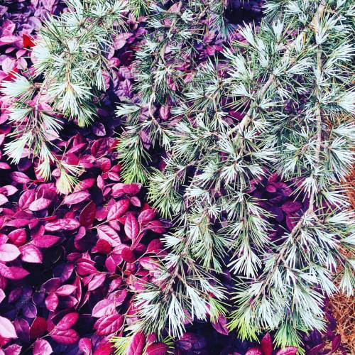 Color and texture in a deer resistant garden: Loropetalum ‘Purple Diamond’ and Cedrus de