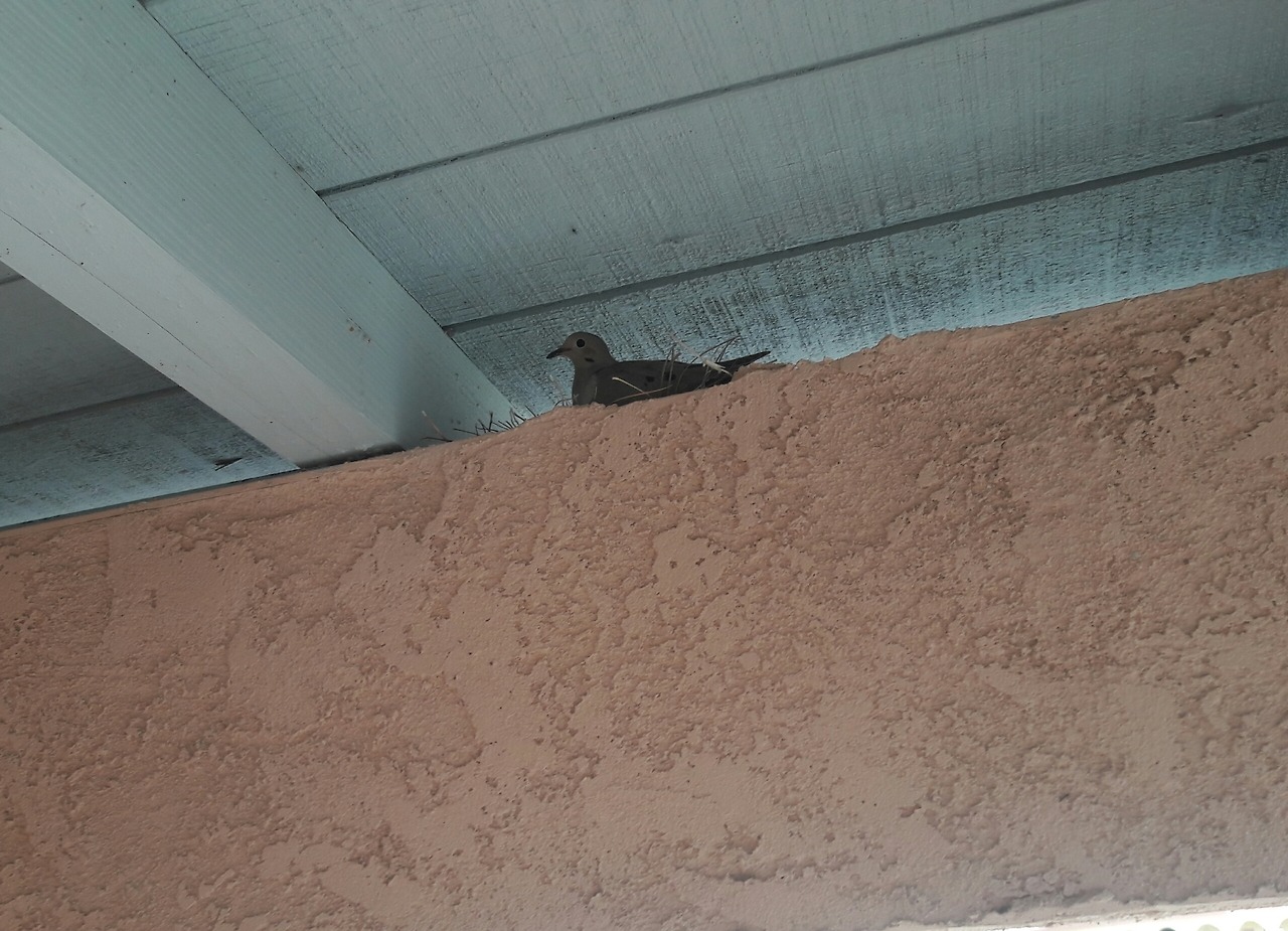 A pair of mourning doves built a nest nest just outside our front door and have been