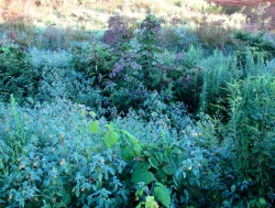 geopsych:  The sun was up, but night was lingering on these plants for a few more moments.