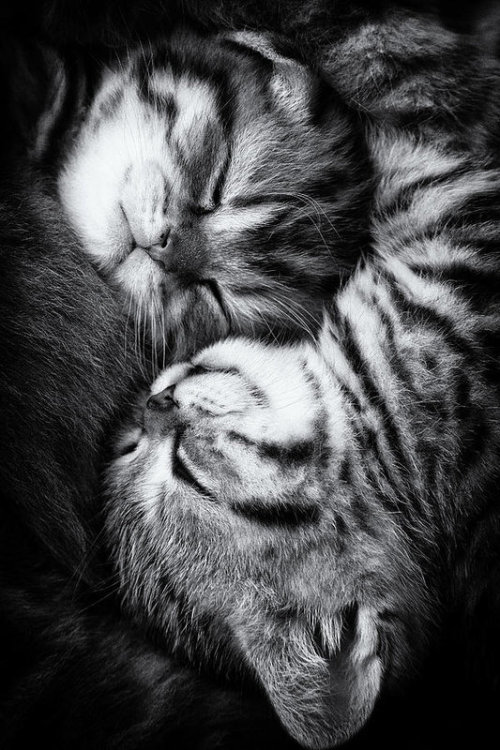 misdyllaneous:gothbutterfly:Andrea Jancova  – Yin and Yang@theblogginggoth The LovecatsThank you