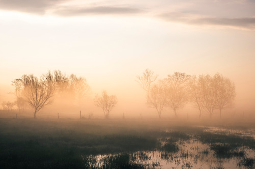 cmorga: Golden morning on a wet meadowZłoty poranek na podmokłej łące