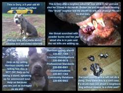 pitbullsarethebest:  apbtmommy:  dori’s familys nextdoor neighbor..walked into her yard..called dory over to him and put his gun into her mouth and fired 3 times..the familys teenage son was at home and witnessed this terrible act. when he ran outside