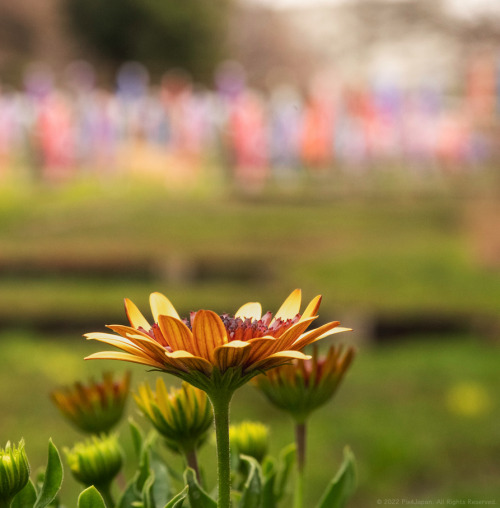 Osteospermum - African DaisyTowards the end of my photo shoot at Satoyama Garden (Yokohama, Japan), 