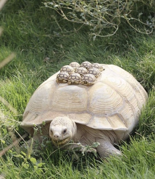 Maybe The Most Awesome Thing I’ve Seen All Day. Mother Tank With Little Tanklets