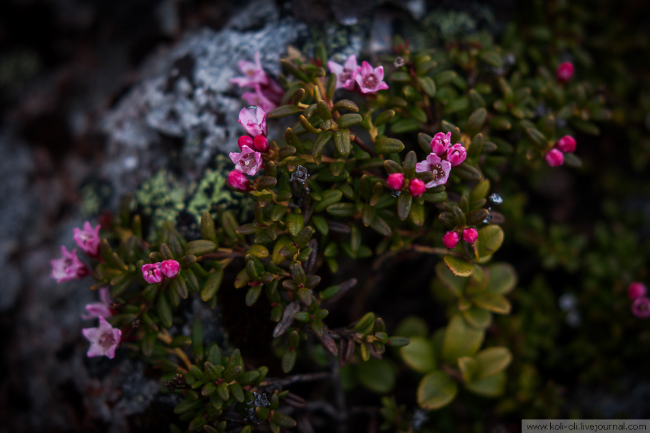 thebeautyofrussia: Little nature in the Khibiny Mountains, Kola Peninsula koli-oli