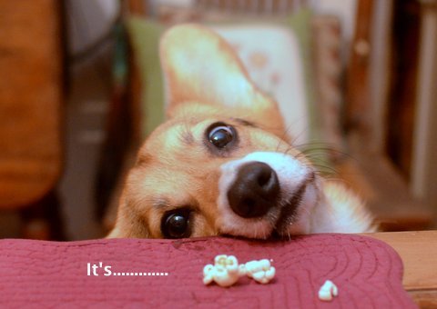 corgisbeggingforstuff:  Io loves popcorn.