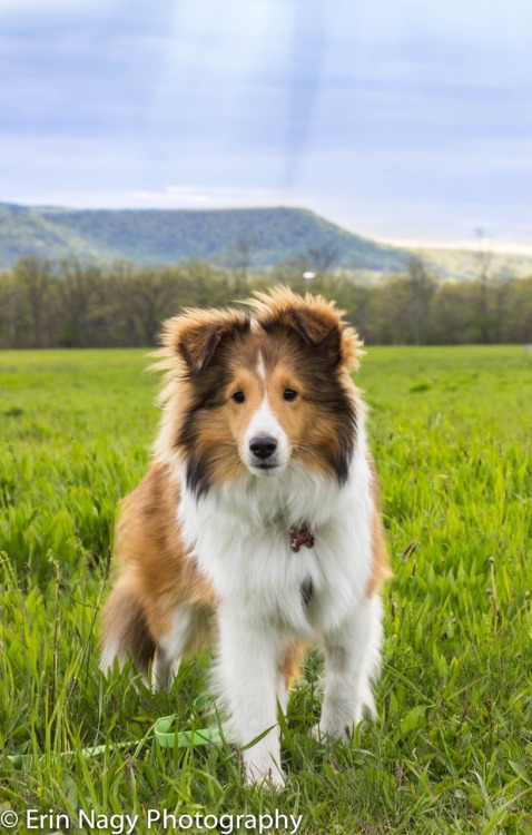 shepherd-tails:  shepherd-tails:  shepherd-tails:  handsomedogs:  Handsomedogs’ Photography Contest IXRound 2  If you’re just joining us and are confused as to what ‘Round 2″ means.. This contest received over 300 entries, and narrowing them