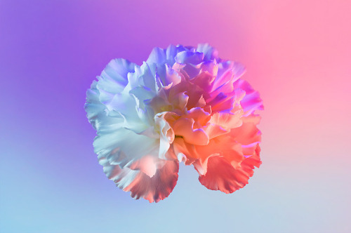 escapekit:  Neon Flowers Paris-based designer Claire Boscher shares beautiful images of neon flowers as part of photographic research she did on the theme of colourful flowers for a collaboration with Huawei. Claire chose to worked only with white flowers