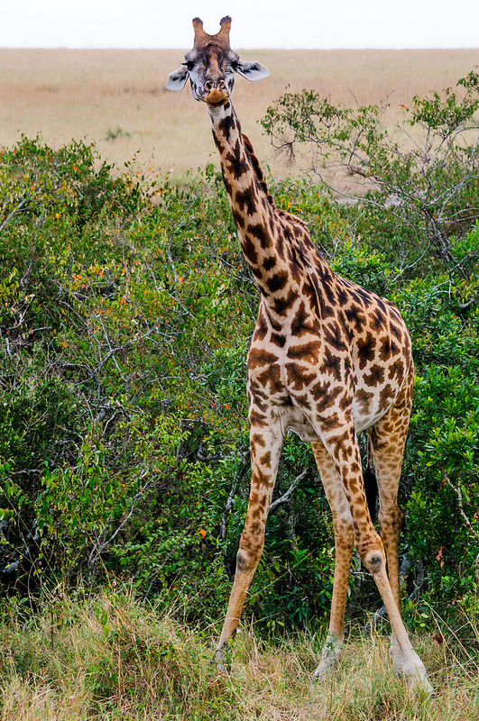 intothegreatunknown:  (By chmoss) 