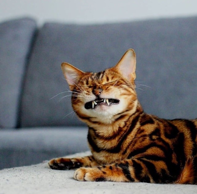 friendly-animals:  Follow me for more cute animals! (: