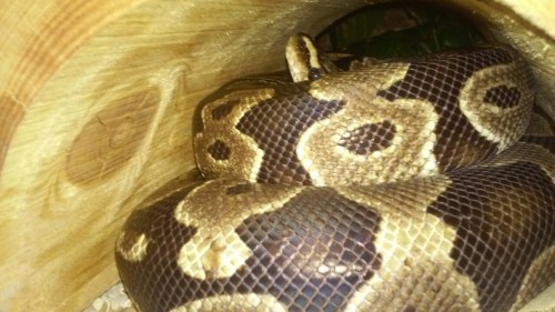 tamelesswayfarer:how to grow a noodle:1: make a firm and even plop2: insert a snoot (always facing u
