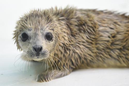 fuckyeahpinnipedia: Nacen focas gemelas en el acuario “Sunasia Ocean World” de China ‪(Twin seals 