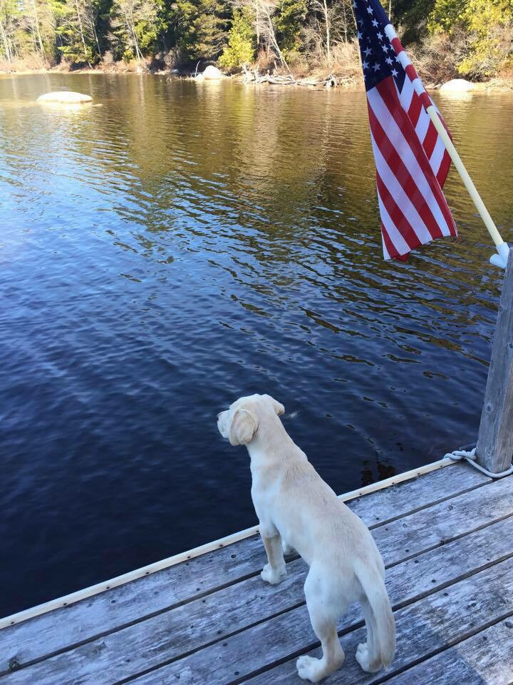 🌻➵🇺🇸