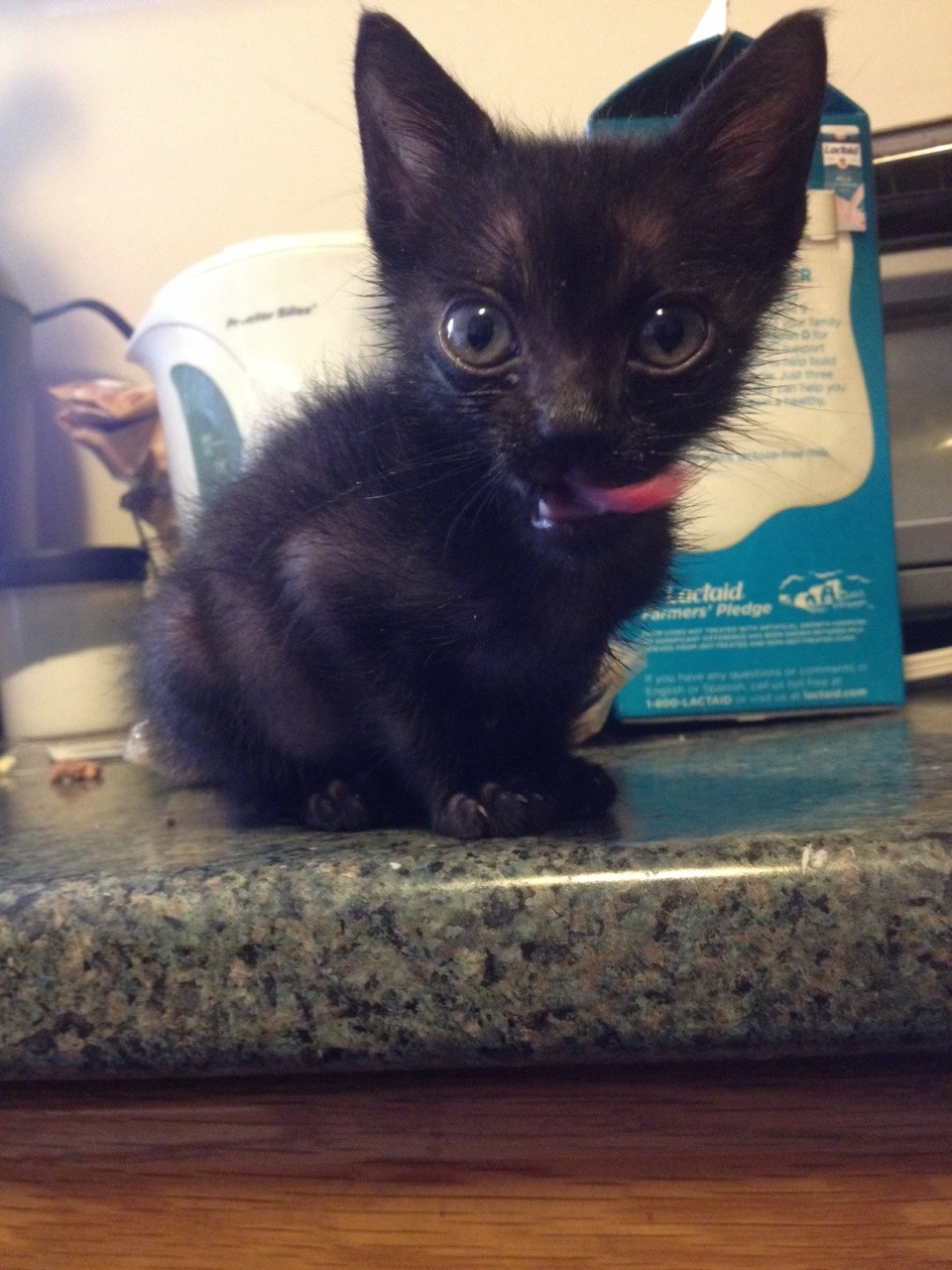 red-trans:  bartokthecat:  good morning bartok!!  crippledyke 