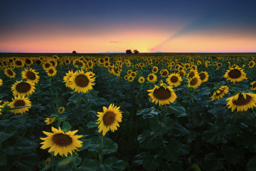 sharpdressedd0m: drxgonfly: Sunflower Sunset (by Ryan C Wright) @rope-bunnyxo