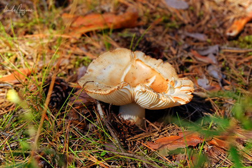 I really like taking photos of mushrooms