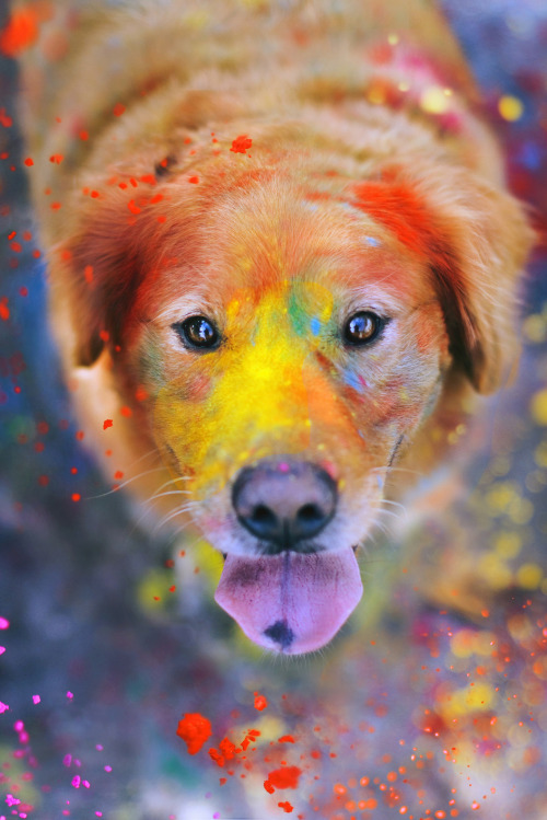 canislupvs: The Explosion of Colors – by: Jessica Chuppy