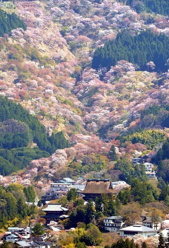 sixpenceee:  Wild cherry trees in Nara, Japan.  