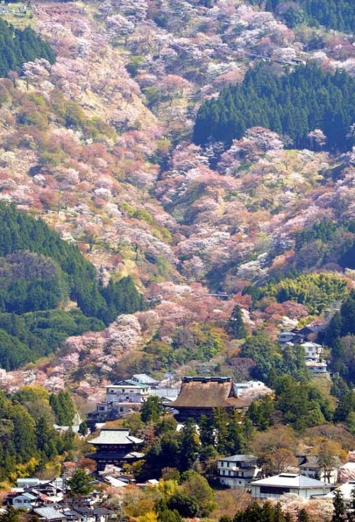 hiiamabimess: sixpenceee: Wild cherry trees in Nara, Japan.  Someone take me there