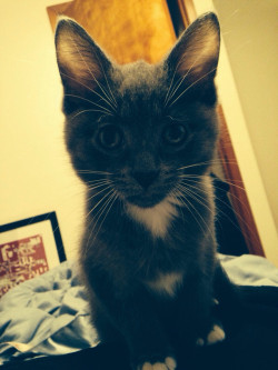 awwww-cute:  My fiancé cheated on me, so I got a kitten!