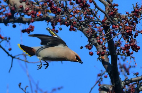 Bohemian Waxwing (Bombycilla garrulus)© Alain Denis